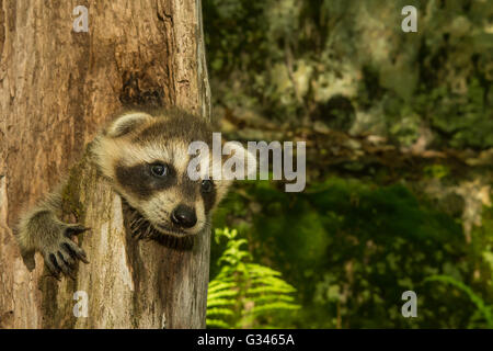 Ein Baby Waschbär versteckt in einem ausgehöhlten Baum. Stockfoto