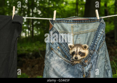 Ein Baby Waschbär versteckt in Wäsche auf der Wäscheleine trocknen. Stockfoto