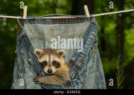 Ein Baby Waschbär versteckt in Wäsche auf der Wäscheleine trocknen. Stockfoto