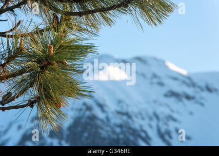 Ponderosa Pine und Wallowa Mountains im Nordosten Oregon. Stockfoto