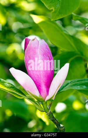 Blütenknospe auf eine Magnolie im Westonbirt Arboretum, Gloucestershire, UK. Stockfoto