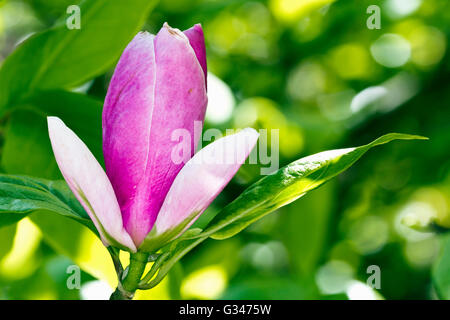 Blütenknospe auf eine Magnolie im Westonbirt Arboretum, Gloucestershire, UK. Stockfoto