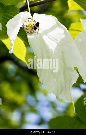 Biene auf die Blüte von einem Taschentuch-Baum (Davidia Involucrata) Stockfoto