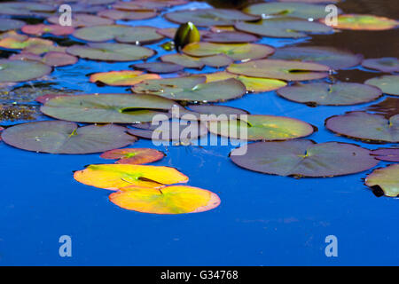 Seerosen schwimmend auf einem Gartenteich Stockfoto