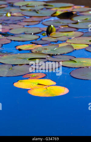 Seerosen schwimmend auf einem Gartenteich Stockfoto