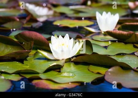 Seerosen schwimmend auf einem Gartenteich Stockfoto