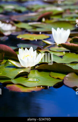 Seerosen schwimmend auf einem Gartenteich Stockfoto