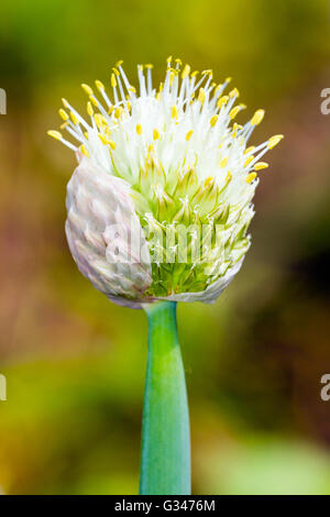 Winterzwiebel (Allium Fistulosum) Stockfoto