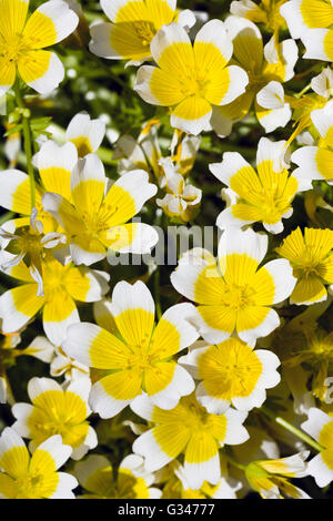 Gelben und weißen Blüten (Limnanthes Douglasii) Stockfoto