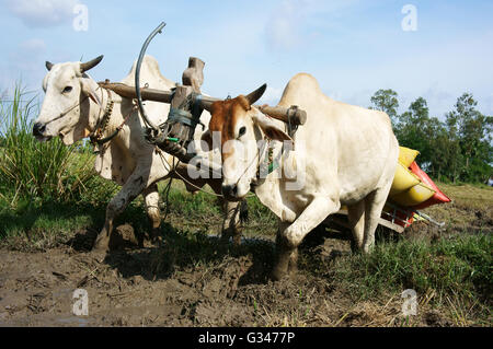 Buffalo Warenkorb Transport Paddy in Reis Sack nach der Ernte auf Reisfeld in sonniger Tag in Dong Thap Stockfoto