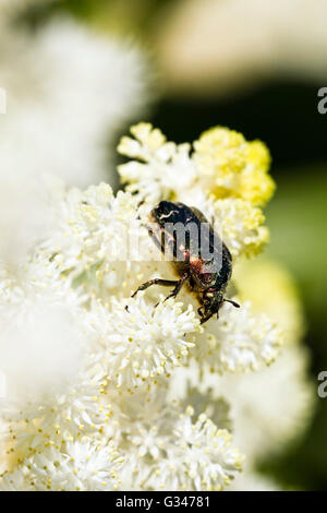 Rose Chafer (Cetonia Aurata) auf weißen Blüten Stockfoto