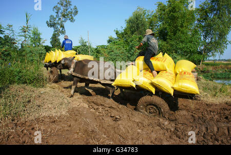 Buffalo Warenkorb Transport Paddy in Reis Sack nach der Ernte auf Reisfeld in sonniger Tag in Dong Thap Stockfoto