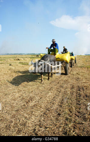 Buffalo Warenkorb Transport Paddy in Reis Sack nach der Ernte auf Reisfeld in sonniger Tag in Dong Thap Stockfoto