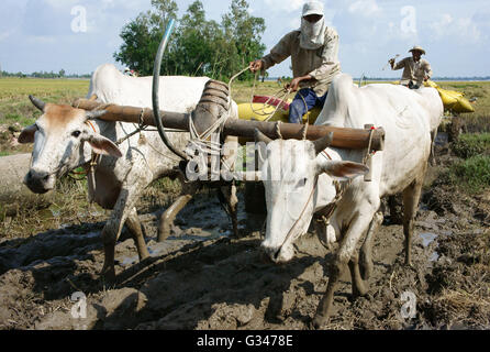 Buffalo Warenkorb Transport Paddy in Reis Sack nach der Ernte auf Reisfeld in sonniger Tag in Dong Thap Stockfoto