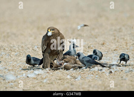 Das Bild der Steppenadler (Aquila Nipalensis), ist dies eine seltene geschossen und ungewöhnliche Verhalten der Steppenadler Fütterung auf Adler. DESER Stockfoto