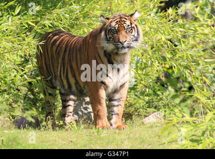 Ältere männliche Sumatra-Tiger (Panthera Tigris Sumatrae) zeigte sich aus dem Unterholz Stockfoto