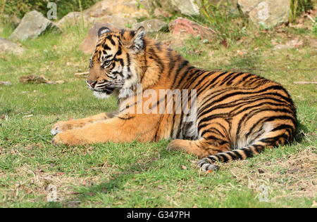 Junge Sumatra-Tigerin (Panthera Tigris Sumatrae) in der Sonne liegen Stockfoto