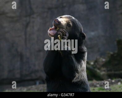 Südostasiatische Sun Bear "oder" Honig-Bären (Helarctos Malayanus) während des Essens auf seinen Hinterbeinen stehend Stockfoto