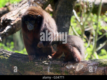 Mutter südamerikanischen kupferfarbenen oder Kupfer gefärbt Titi Monkey (Callicebus Cupreus) mit ihrem baby Stockfoto