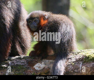 Familie der südamerikanischen kupferfarbenen oder Kupfer gefärbt Titi-Affen (Callicebus Cupreus) Stockfoto