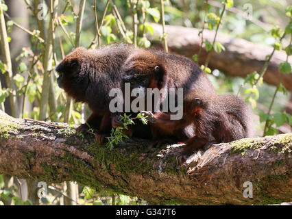 Familie der südamerikanischen kupferfarbenen oder Kupfer gefärbt Titi-Affen (Callicebus Cupreus) Stockfoto