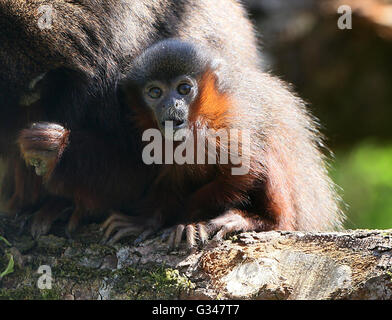 Baby südamerikanischen kupferfarbenen oder Kupfer gefärbt Titi Monkey (Callicebus Cupreus) Stockfoto