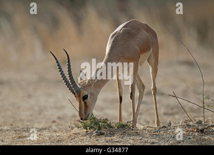 Das Bild von indische Gazelle (Gazella Bennettii) oder Chinkara im Ranthambore Nationalpark in Indien Stockfoto