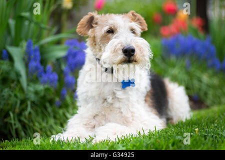 Wire Fox Terrier im Frühlingsgarten. Stockfoto