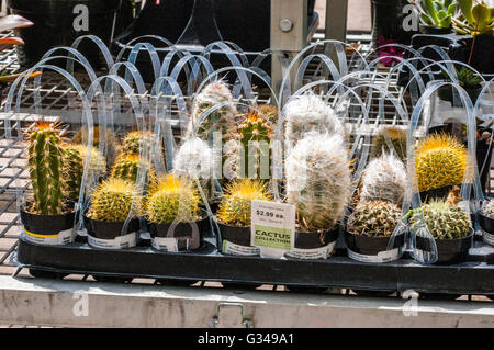 Eine Auswahl an Kakteen in einem Kalifornien-Baumarkt Garten Abteilung Stockfoto