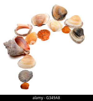 Sammlung von Muscheln. Isoliert auf weißem Hintergrund mit Textfreiraum. Stockfoto