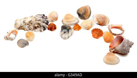 Muscheln, die isoliert auf weißem Hintergrund mit Textfreiraum Stockfoto
