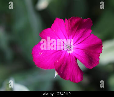 Die hellen Kirschrot rosa Blume Silene Coronaria auch bekannt als Rose Campion oder Dusty Miller. Stockfoto