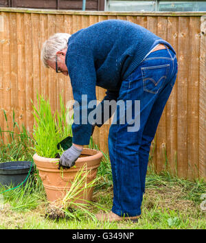 Ein Mann, einen Garten Pflanzer Jäten. Stockfoto