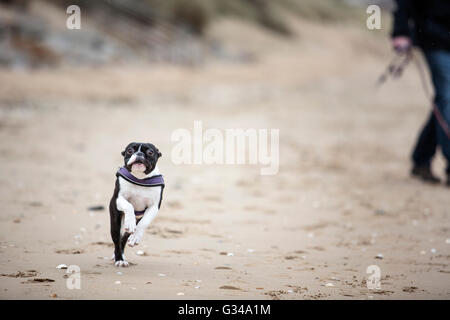 Mann spielt mit agilen schwarz-weiß Boston Terrier an einem Sandstrand in der Normandie an einem sonnigen Tag Stockfoto