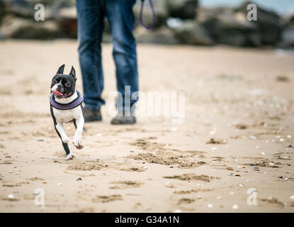 Mann spielt mit agilen schwarz-weiß Boston Terrier an einem Sandstrand in der Normandie an einem sonnigen Tag Stockfoto