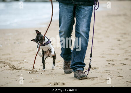 Mann spielt mit agilen schwarz-weiß Boston Terrier an einem Sandstrand in der Normandie an einem sonnigen Tag Stockfoto