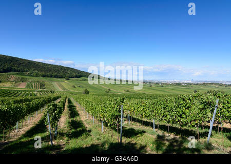 Weinberge in der Nähe von Perchtoldsdorf und Blick auf Wien, Niederösterreich, Niederösterreich, Wienerwald, Perchtoldsdorf Stockfoto