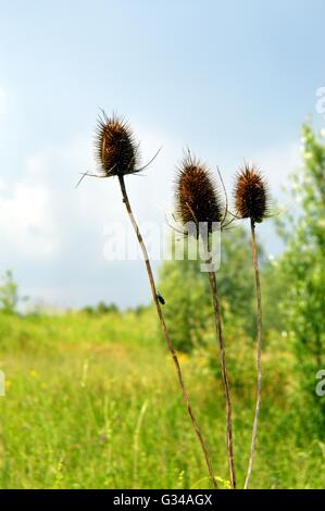 Trio von Pflanzen auf einem grünen Boden trocken. Stockfoto