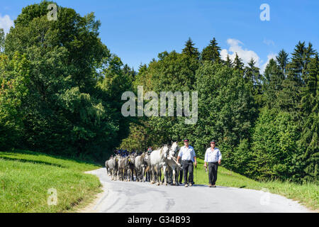 (Laufwerk von der Alm) Almabtrieb der Lipizzaner-Hengste der Lipizzaner Gestüt Piber, Österreich, Steiermark, Steiermark, Stockfoto