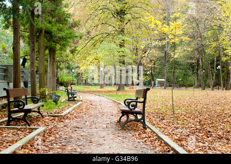Gesäumte Bänke entlang Tree Path – ruhige Herbstpromenade im Borjomi Forest Stockfoto