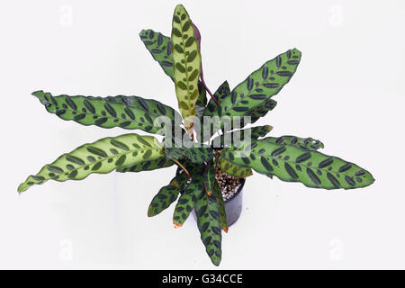 Calathea Insignis oder Calathea Lancifolia oder auch bekannt als Klapperschlange Pflanze, Zebra Pflanze, Pflanze, Gebet Pflanze oder Pfau. Stockfoto