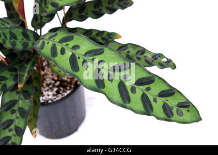 Calathea Insignis oder Calathea Lancifolia oder auch bekannt als Klapperschlange Pflanze, Zebra Pflanze, Pflanze, Gebet Pflanze oder Pfau. Stockfoto