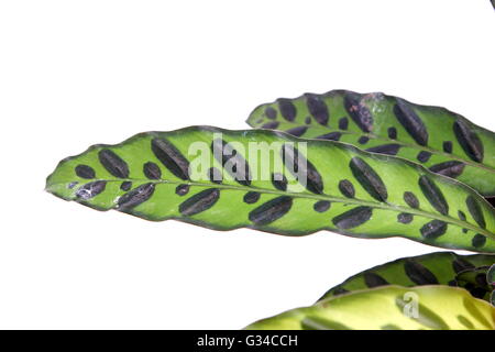 Calathea Insignis oder Calathea Lancifolia oder auch bekannt als Klapperschlange Pflanze, Zebra Pflanze, Pflanze, Gebet Pflanze oder Pfau. Stockfoto