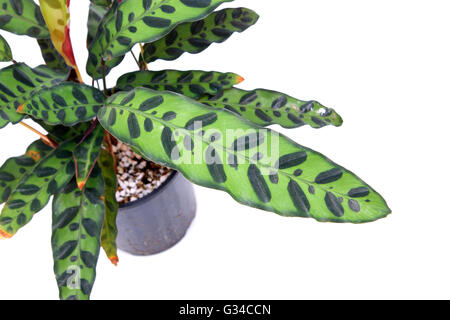 Calathea Insignis oder Calathea Lancifolia oder auch bekannt als Klapperschlange Pflanze, Zebra Pflanze, Pflanze, Gebet Pflanze oder Pfau. Stockfoto