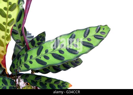 Calathea Insignis, Calathea Lancifolia auch bekannt als Klapperschlange Anlage, Zebra-Anlage, Gebet Pflanze oder Pfau Pflanze hautnah Stockfoto