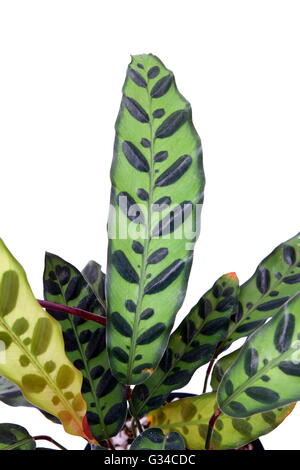 Calathea Insignis oder Calathea Lancifolia oder auch bekannt als Klapperschlange Pflanze, Zebra Pflanze, Pflanze, Gebet Pflanze oder Pfau. Stockfoto