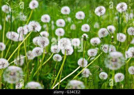 Samen Löwenzahn Blume Stockfoto