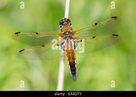 Vier-spotted Chaser - Libellula quadrimaculata Stockfoto
