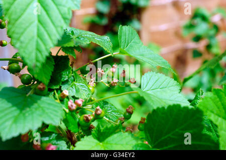 SCHWARZE JOHANNISBEEREN UNREIF AUF BUSH Stockfoto