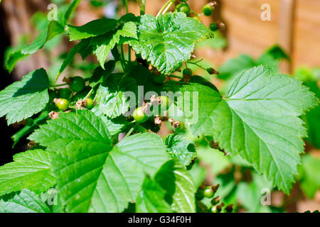 SCHWARZE JOHANNISBEEREN UNREIF GRÜN ON BUSH Stockfoto